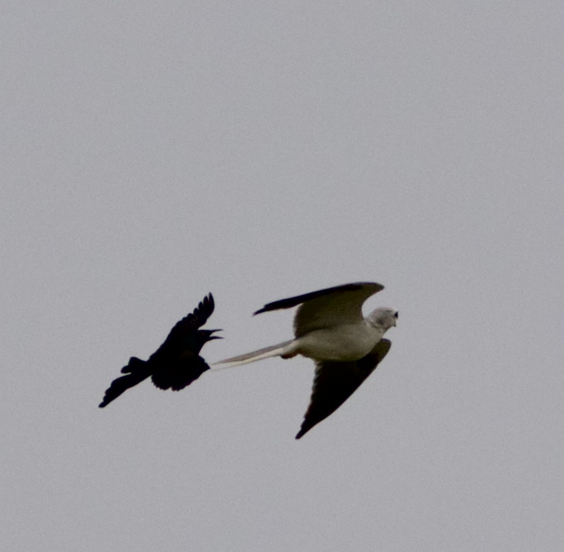 White-tailed Kite - ML589261101