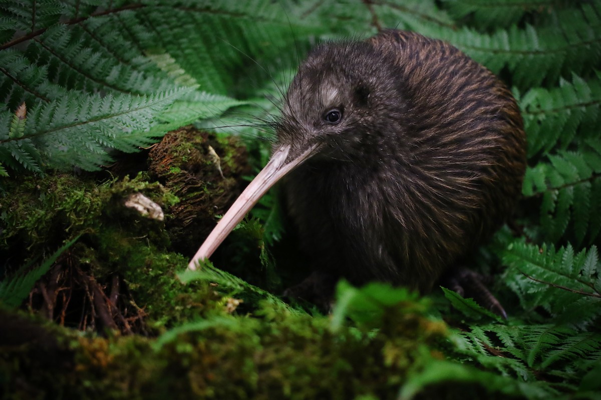 North Island Brown Kiwi - Tara Swan