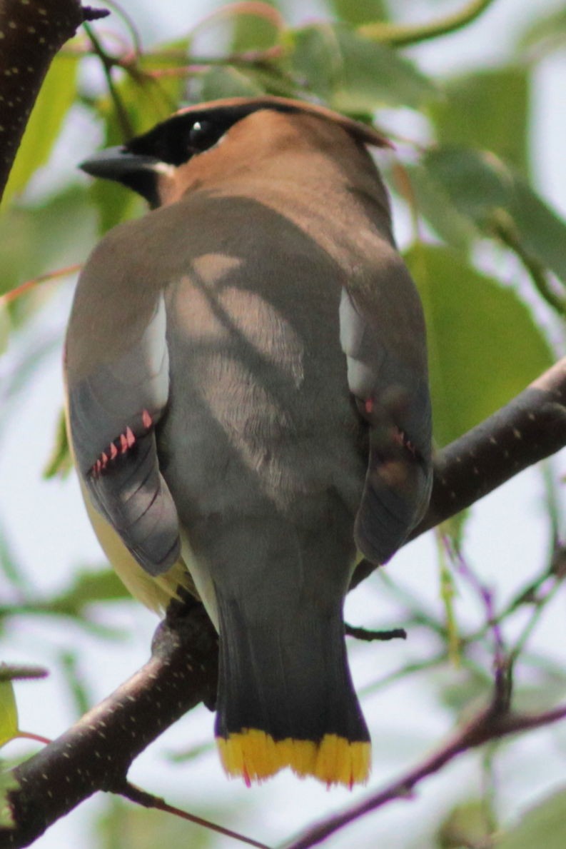 Cedar Waxwing - ML589261421