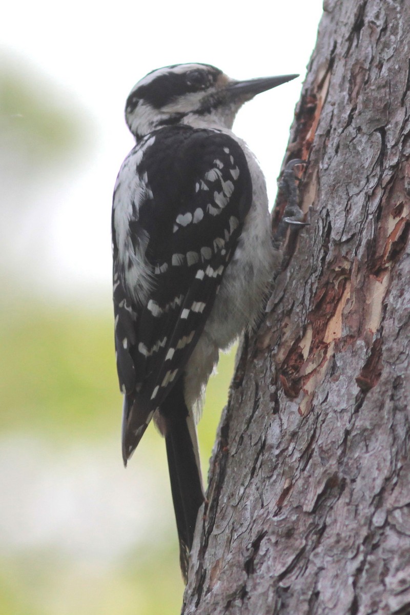 Hairy Woodpecker - ML589261501