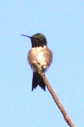 Ruby-throated Hummingbird - ML589262041