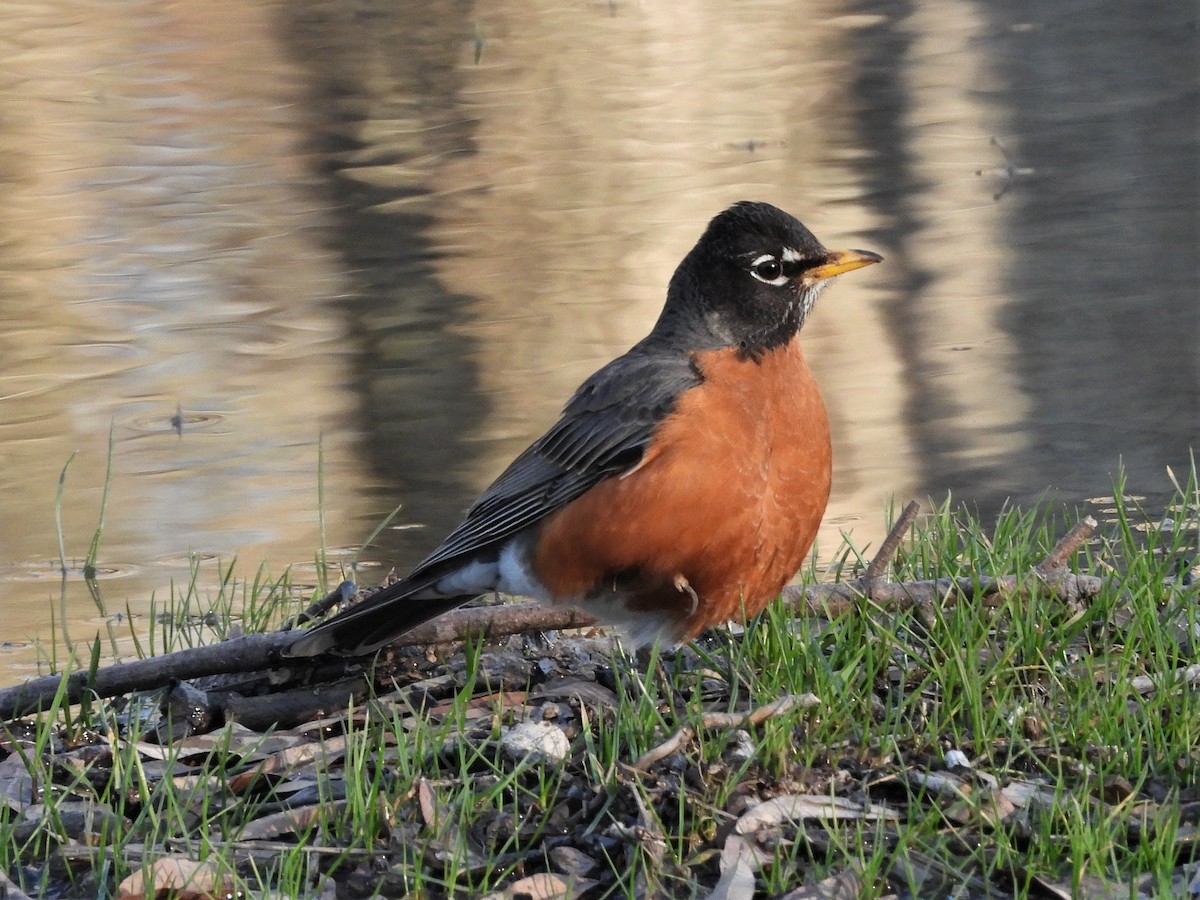 American Robin - ML589262191
