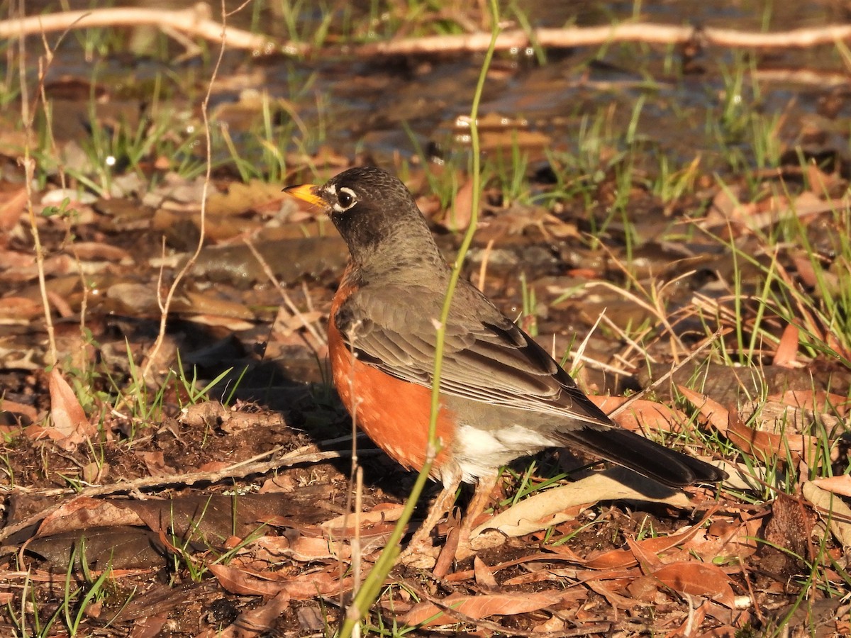 American Robin - ML589262221