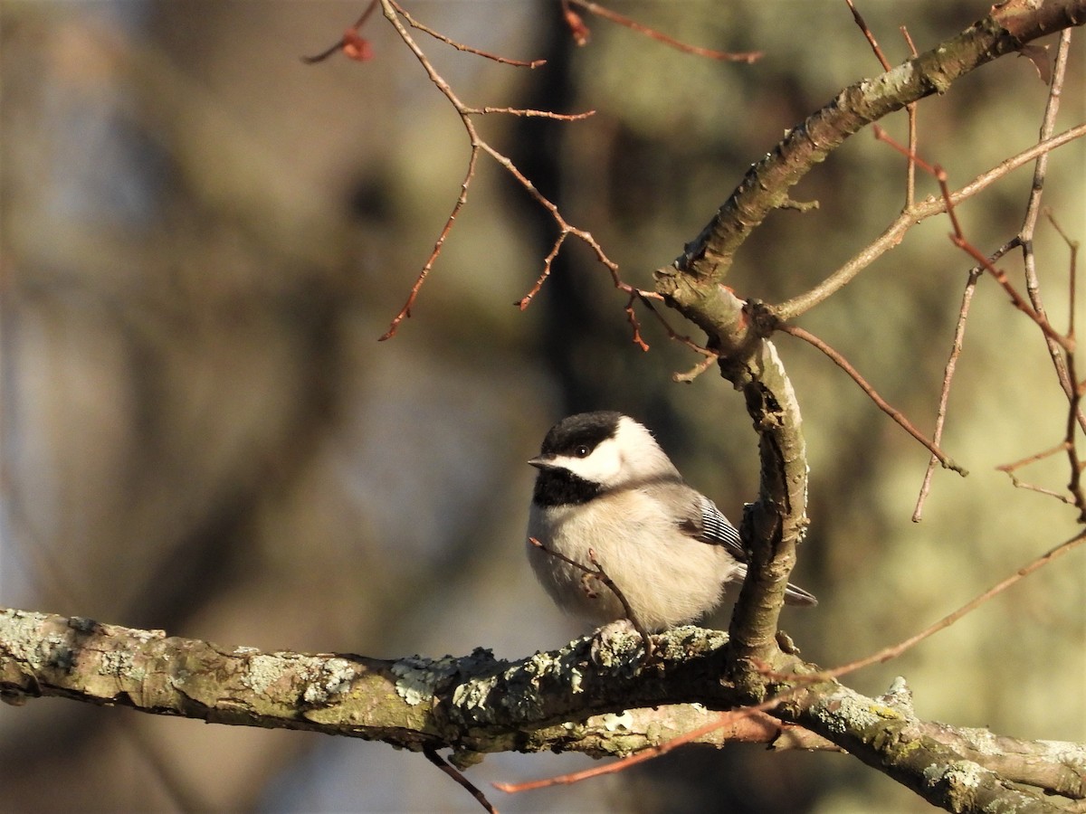 Carolina Chickadee - ML589262281