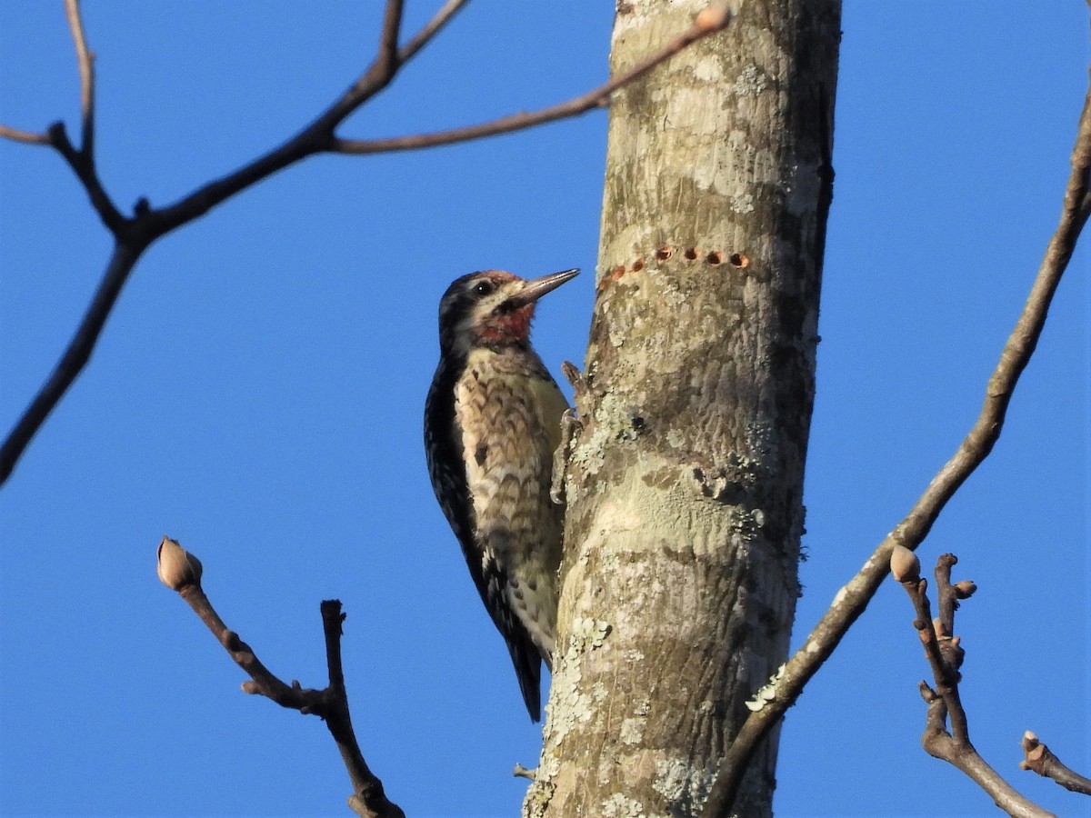 Yellow-bellied Sapsucker - ML589262341