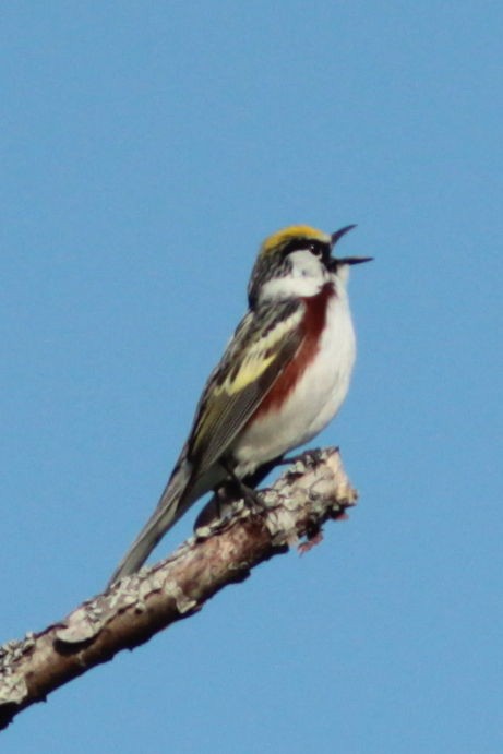 Paruline à flancs marron - ML589262441