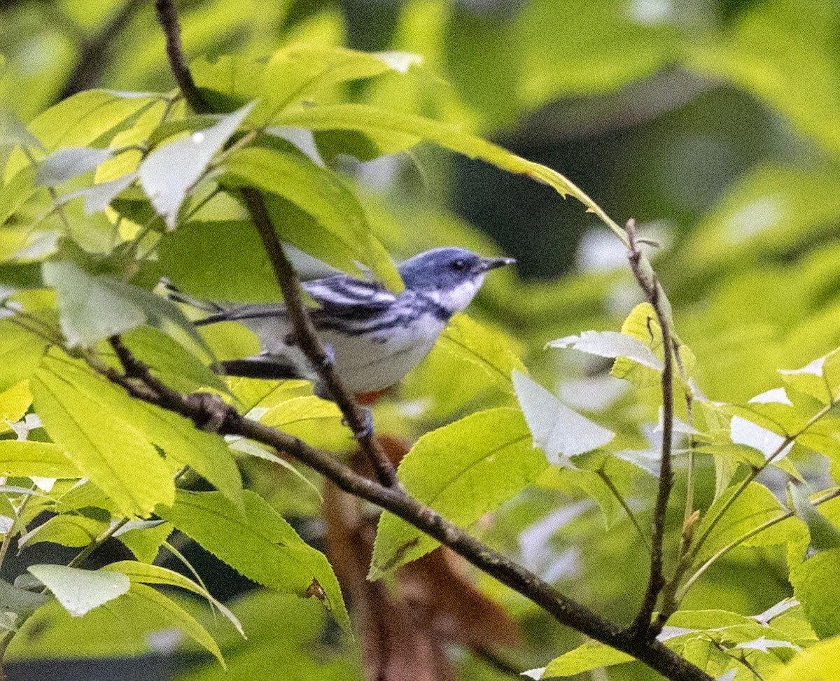 Cerulean Warbler - ML589262581