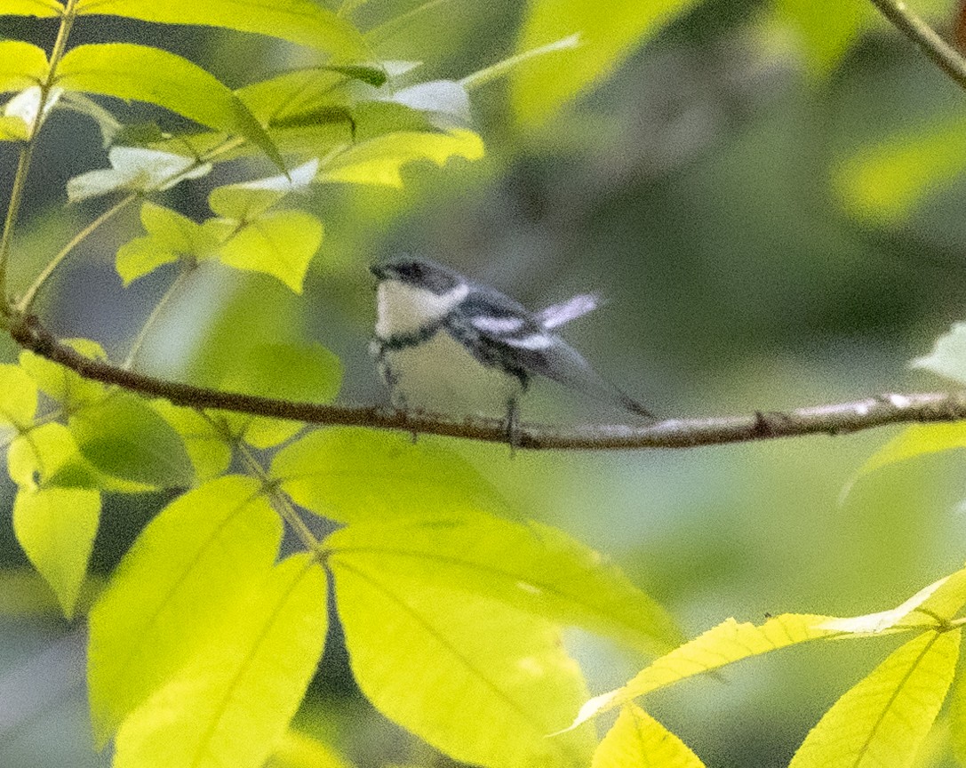 Cerulean Warbler - ML589262631