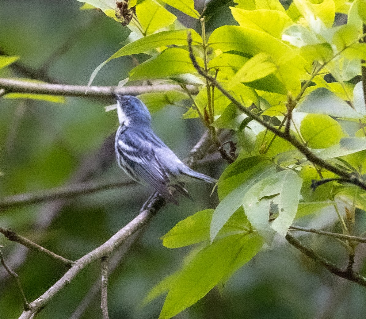 Cerulean Warbler - ML589262641