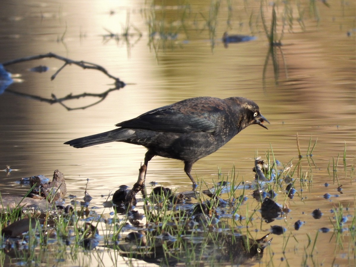 Rusty Blackbird - ML589262711