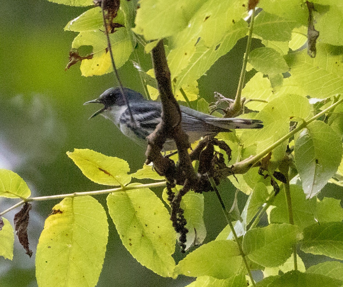 Cerulean Warbler - ML589262891