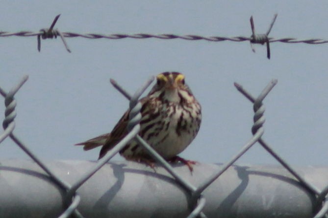 Savannah Sparrow - ML589263121