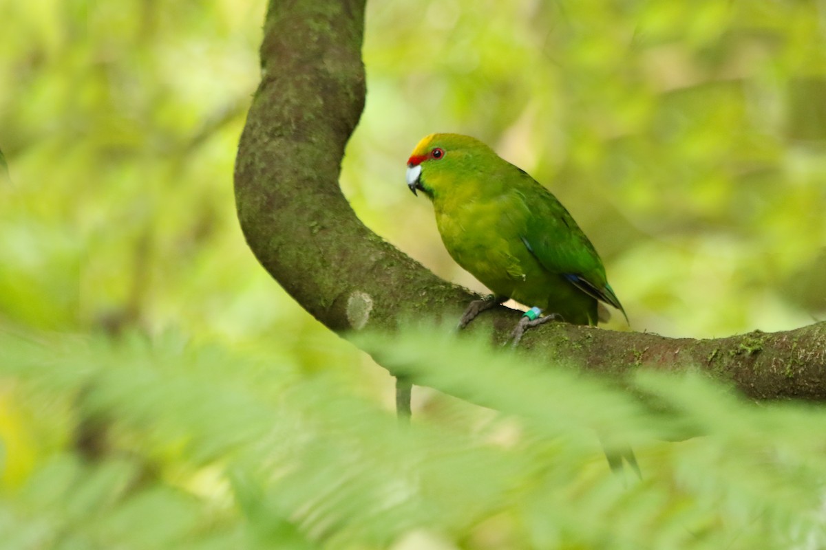 Yellow-crowned Parakeet - ML589263421