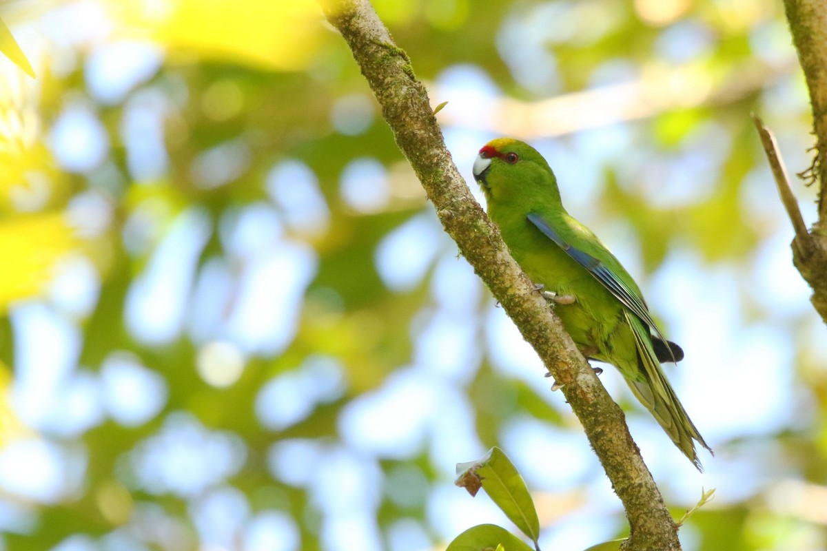 Yellow-crowned Parakeet - ML589263501
