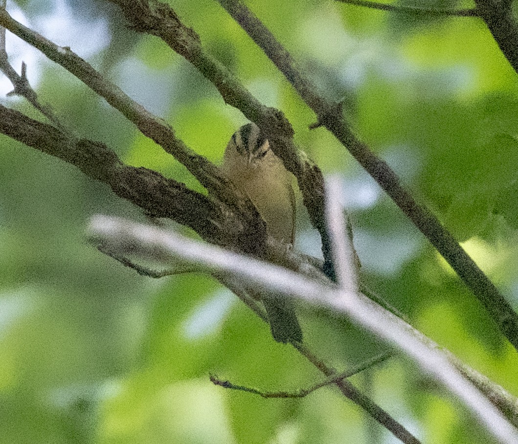 Worm-eating Warbler - ML589264571