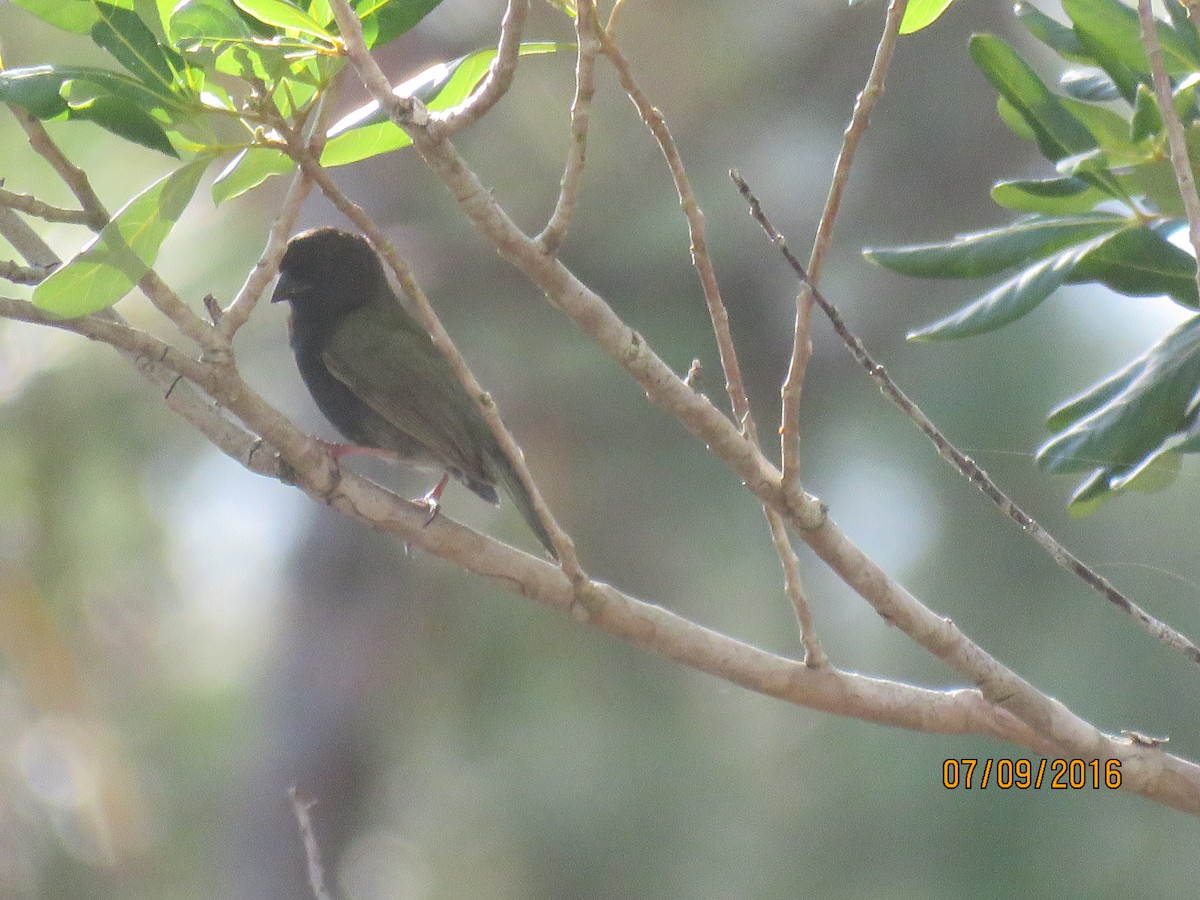 Black-faced Grassquit - ML58926501