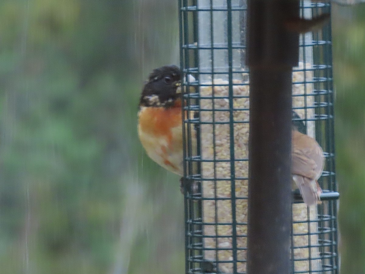 Rose-breasted x Black-headed Grosbeak (hybrid) - Alane Gray