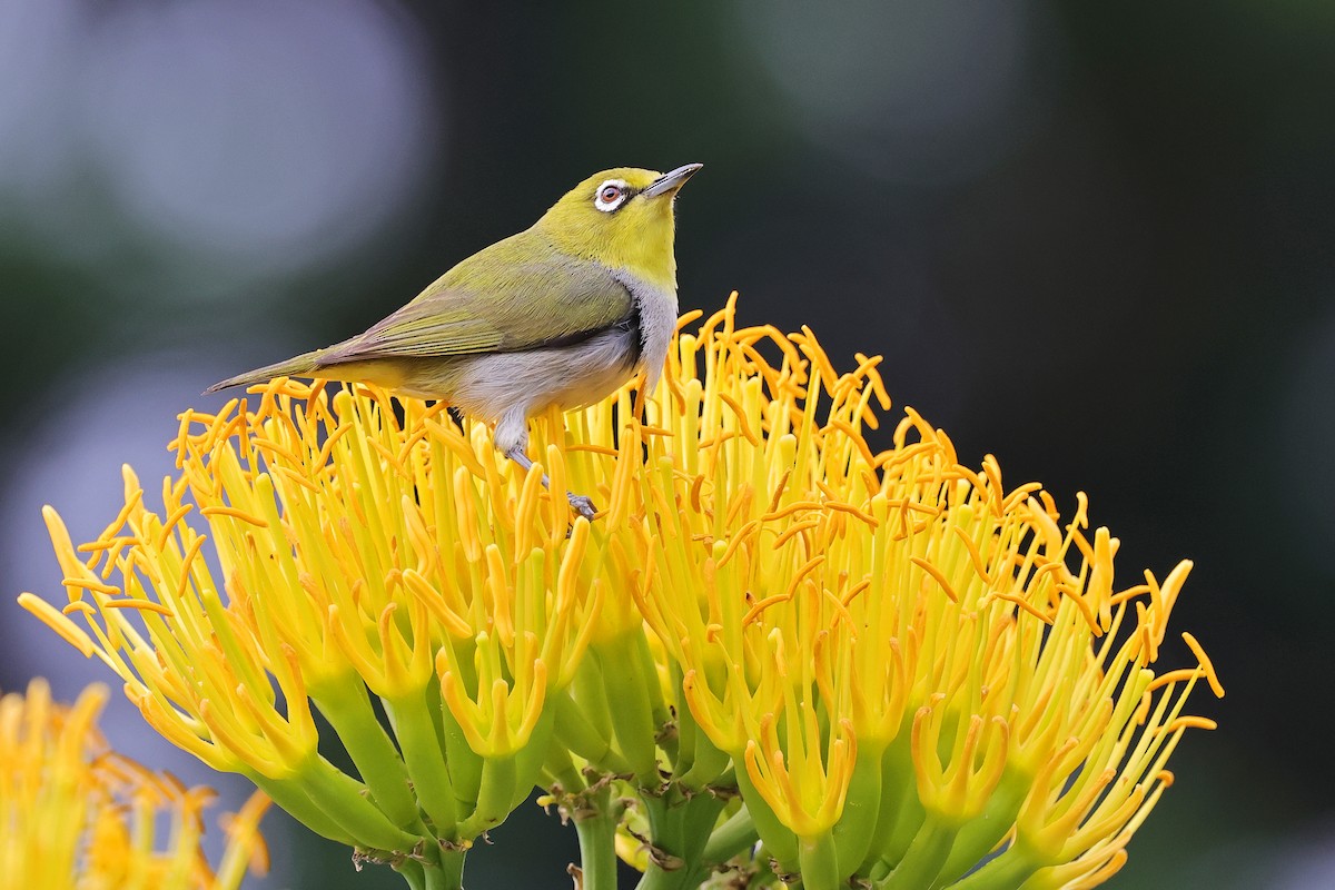 Swinhoe's White-eye - Nathan Wall