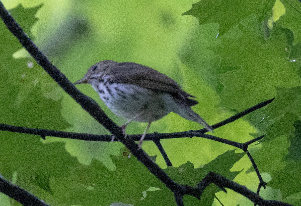 Ovenbird - ML589266621