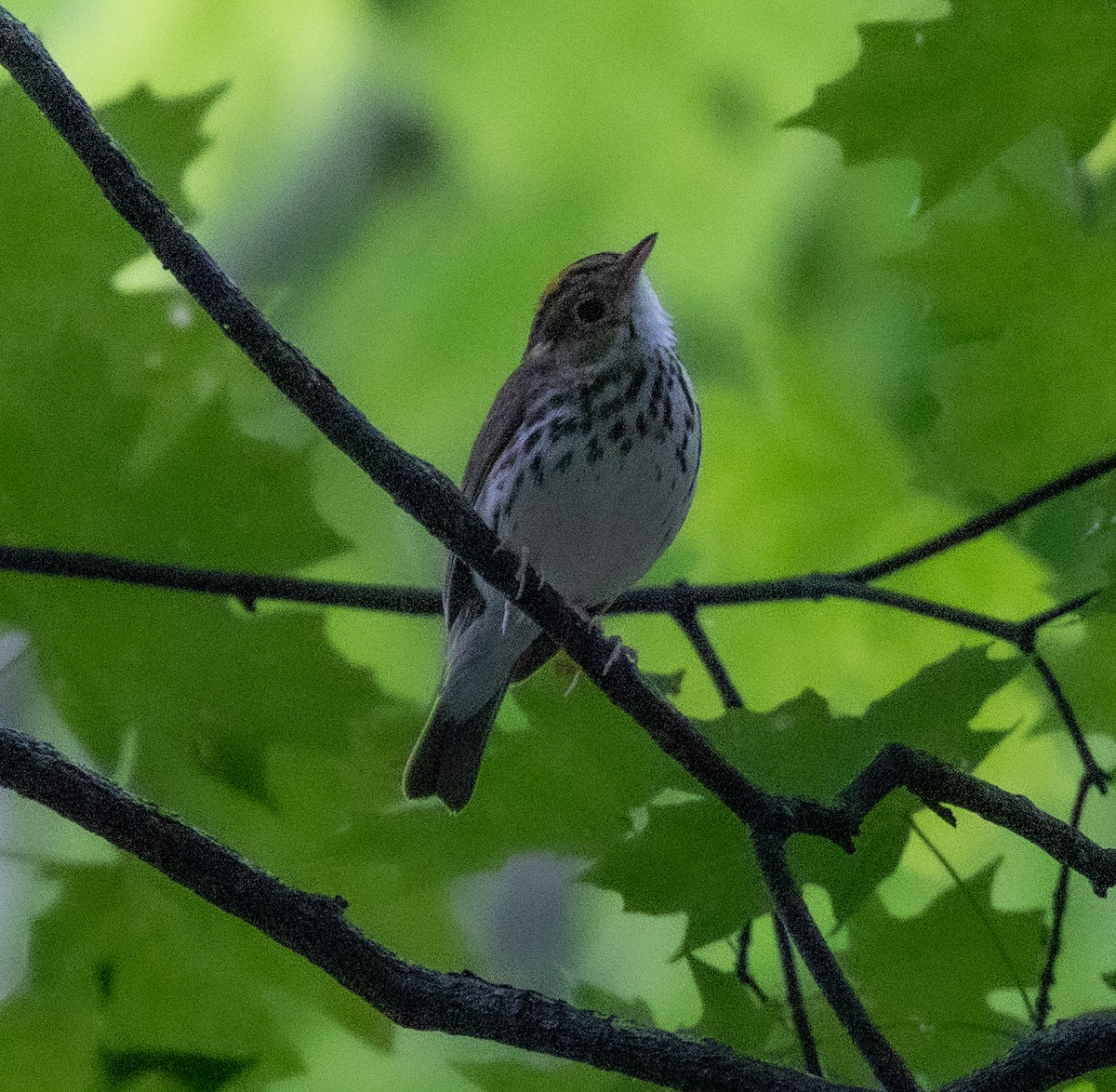 Ovenbird - ML589266651