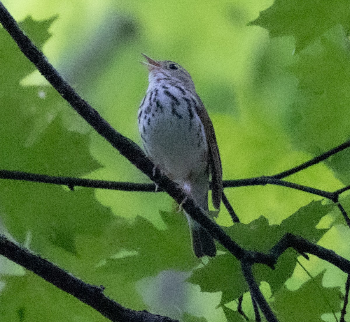 Ovenbird - ML589266671