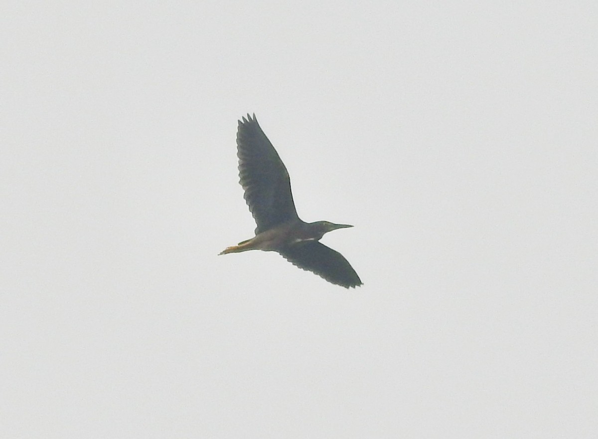 Green Heron - ML589266681