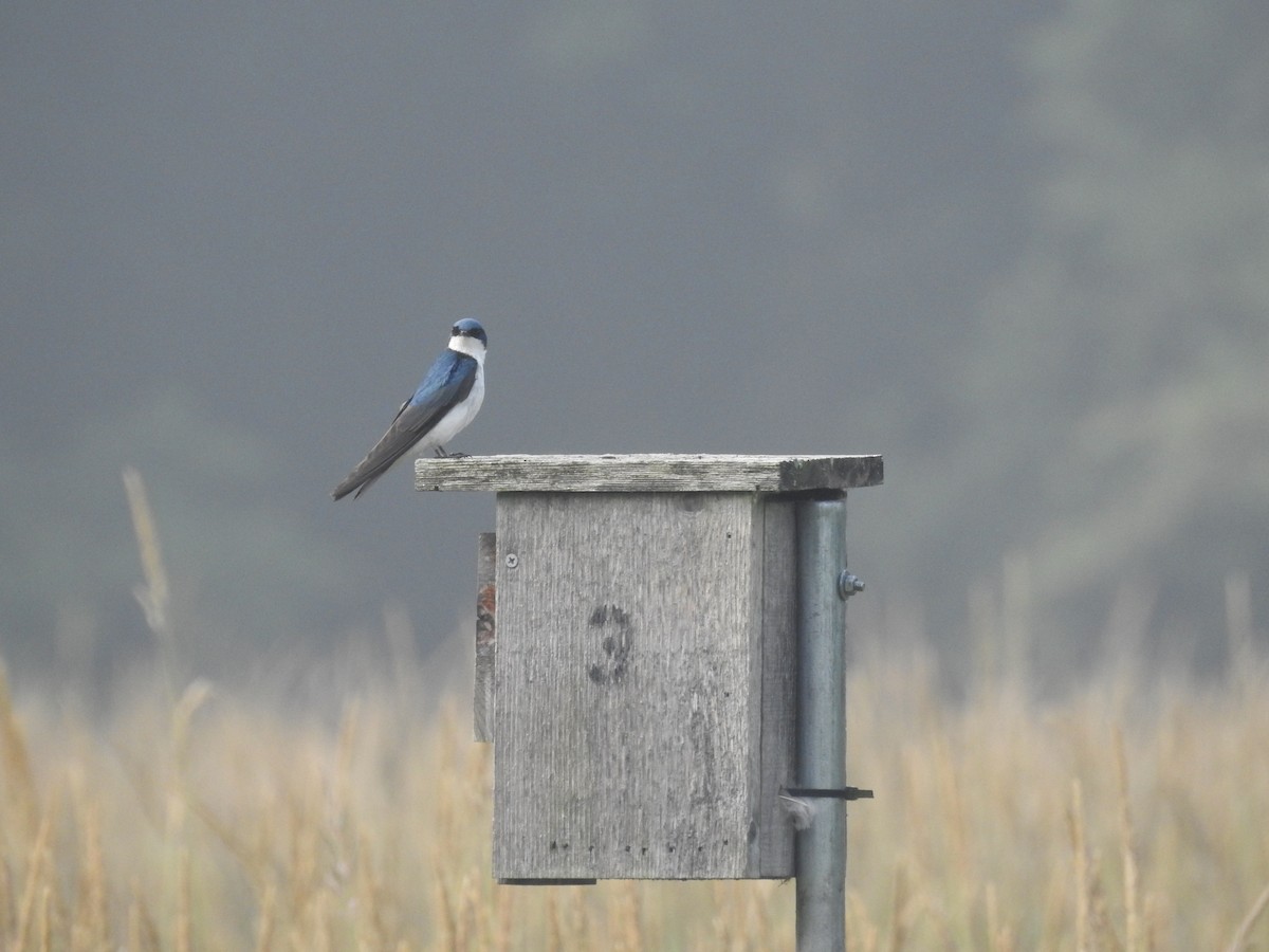 Golondrina Bicolor - ML589266771