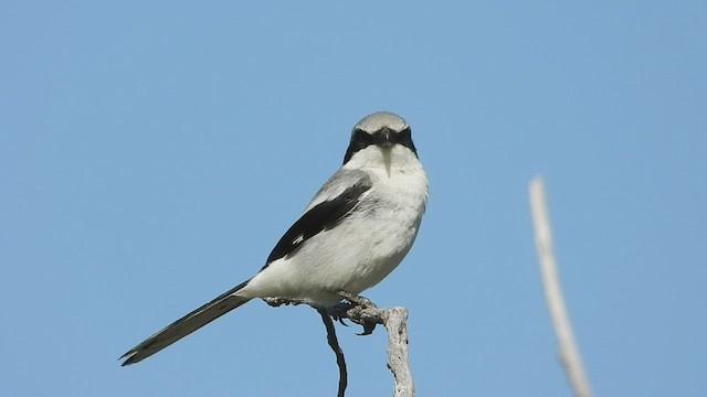 Loggerhead Shrike - ML589267161