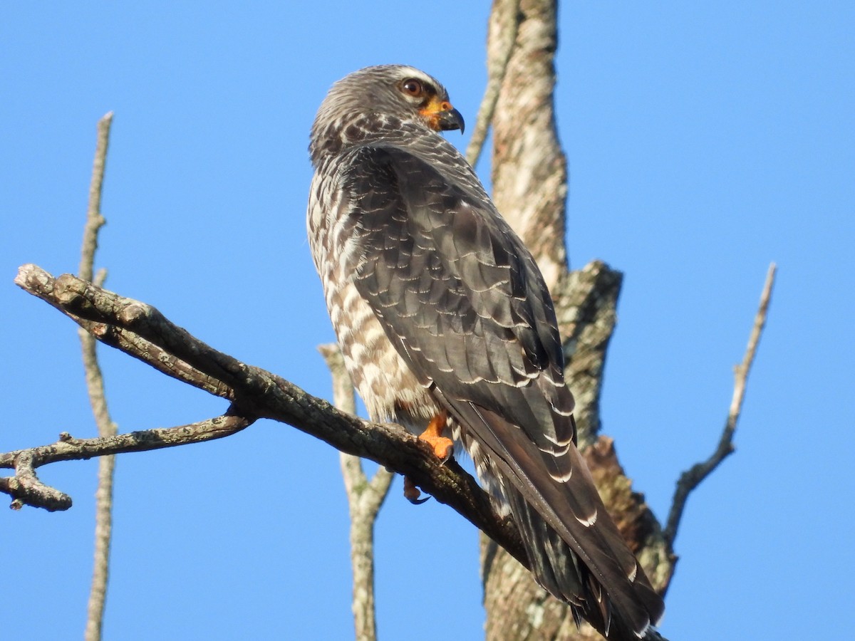 Plumbeous Kite - ML589267501