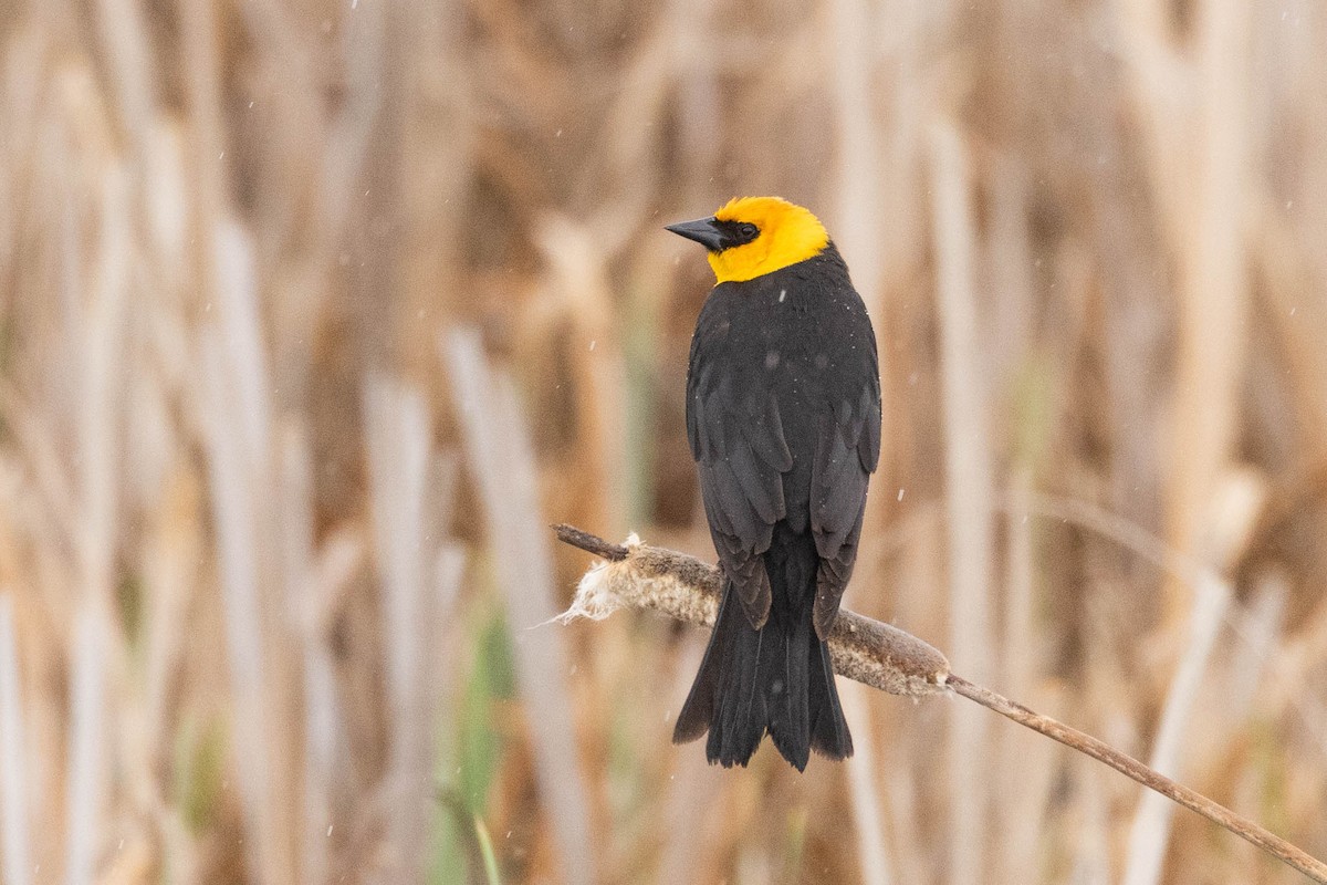 Yellow-headed Blackbird - ML589268991