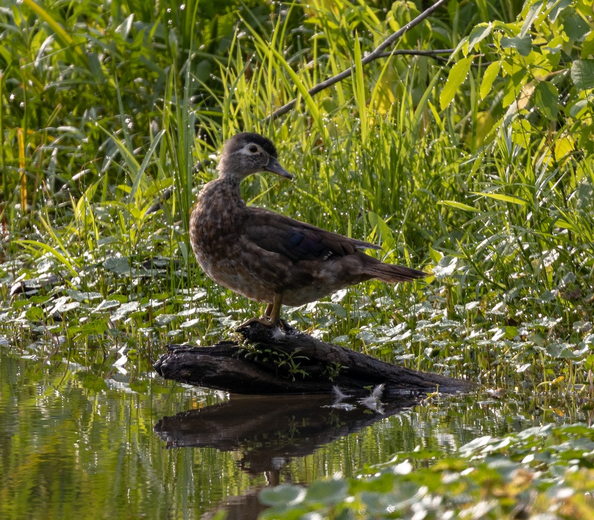 Wood Duck - ML589270121