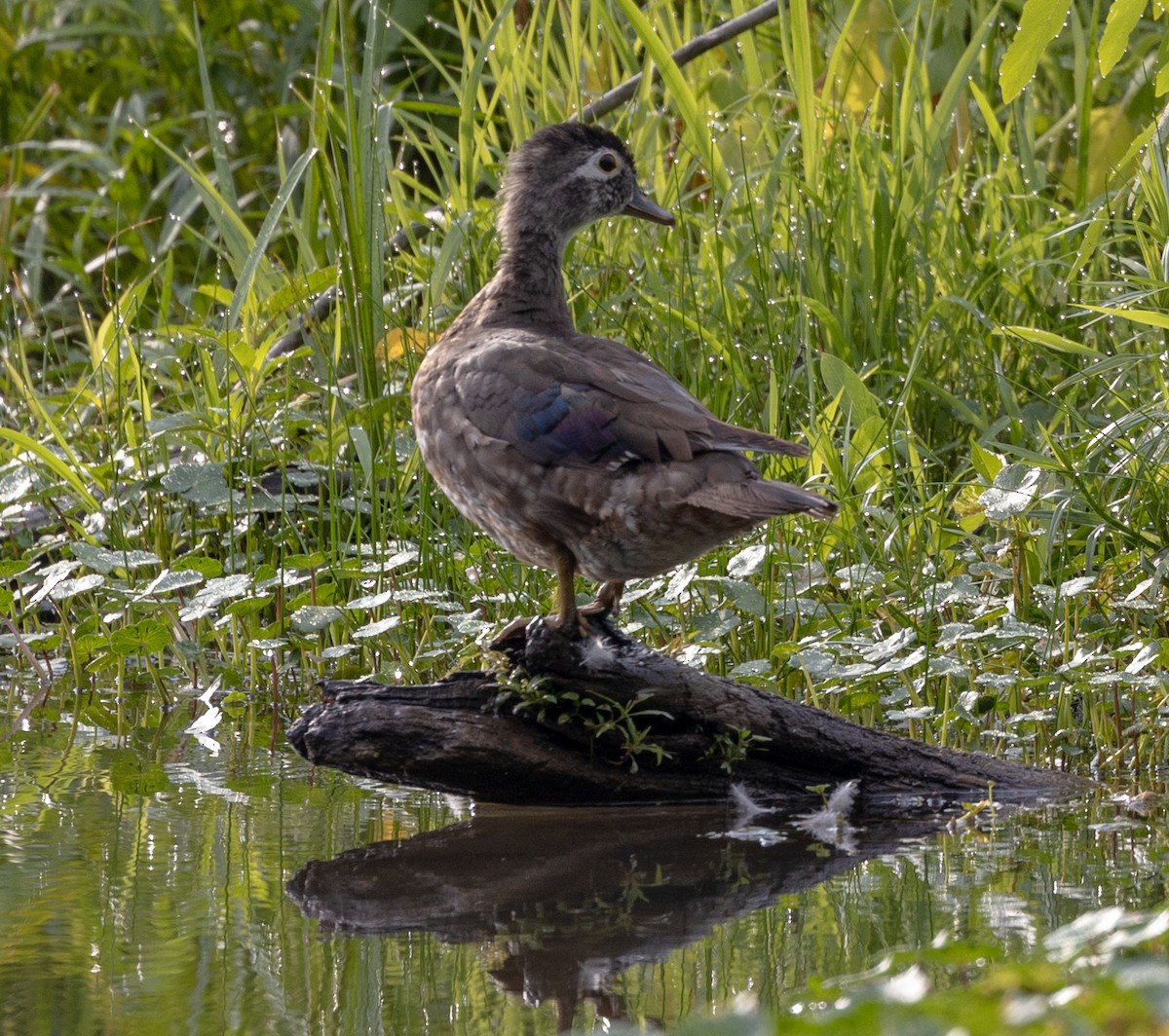 Wood Duck - ML589270131