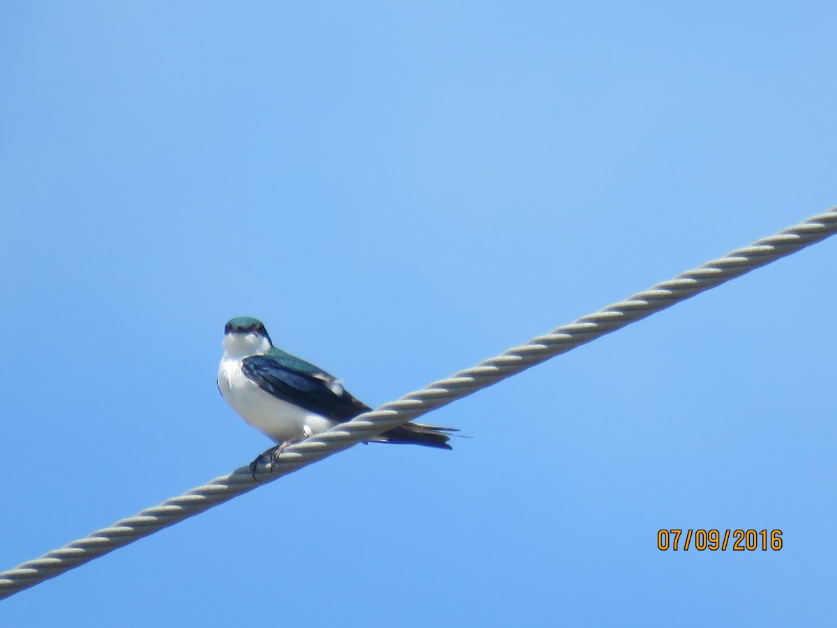 Bahama Swallow - ML58927101