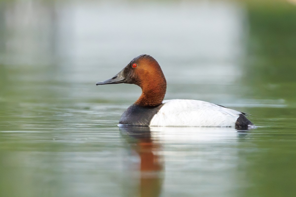 Canvasback - ML589271221