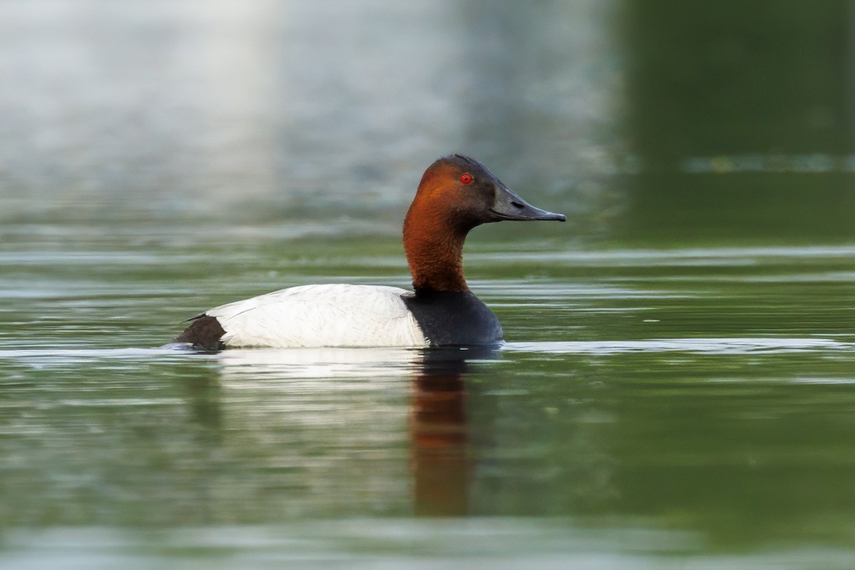 Canvasback - ML589271231