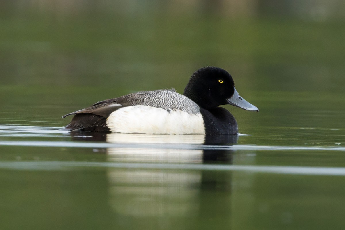 Greater Scaup - ML589271261