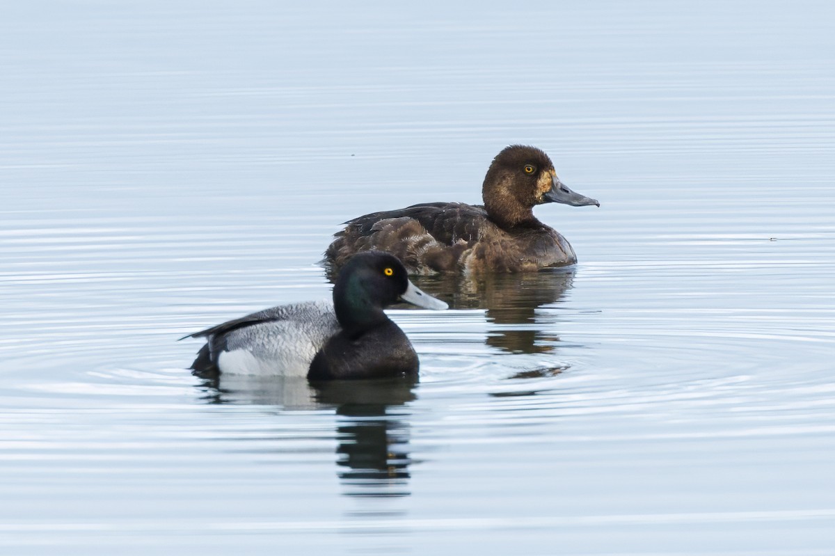 Greater Scaup - ML589271271