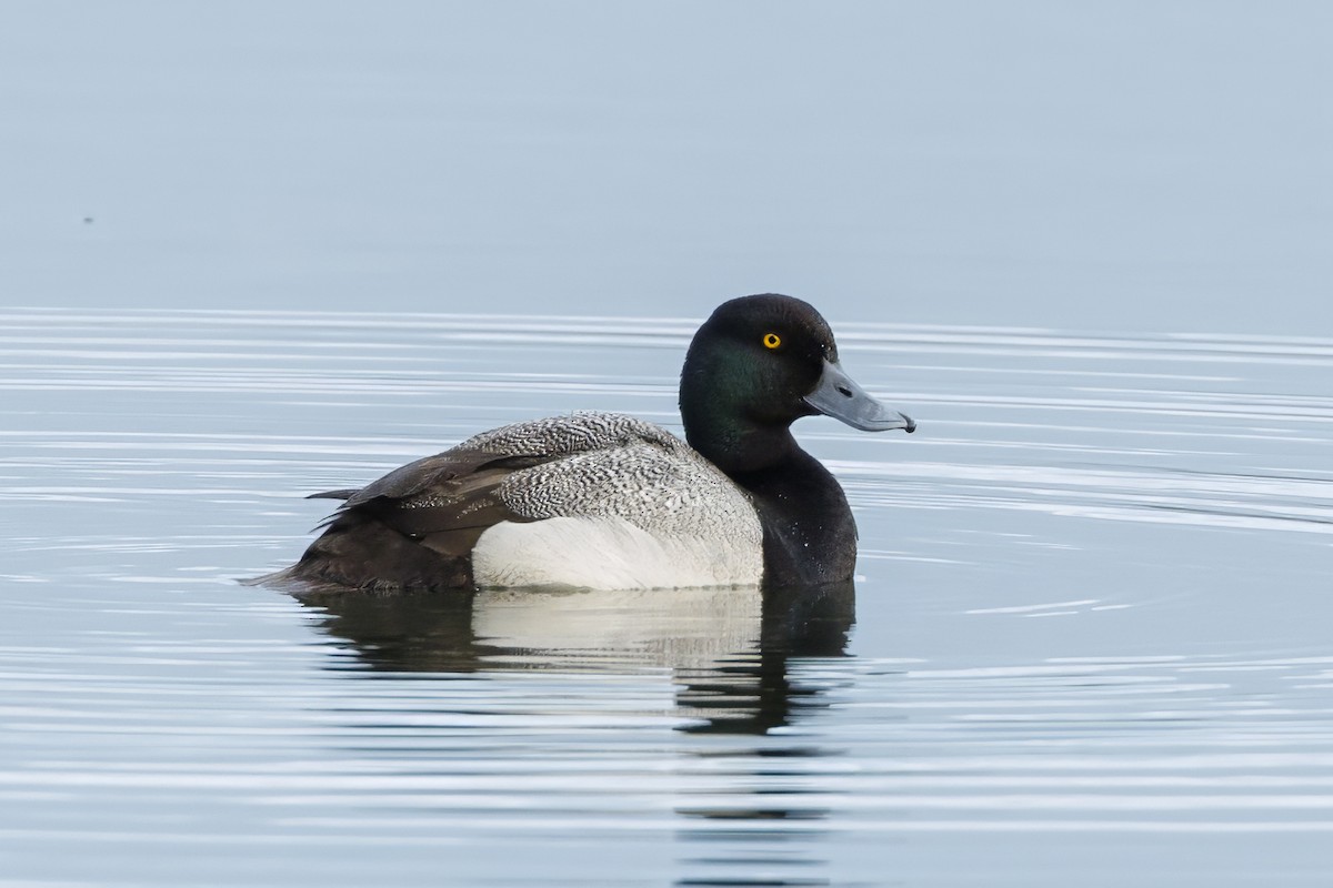Greater Scaup - ML589271281