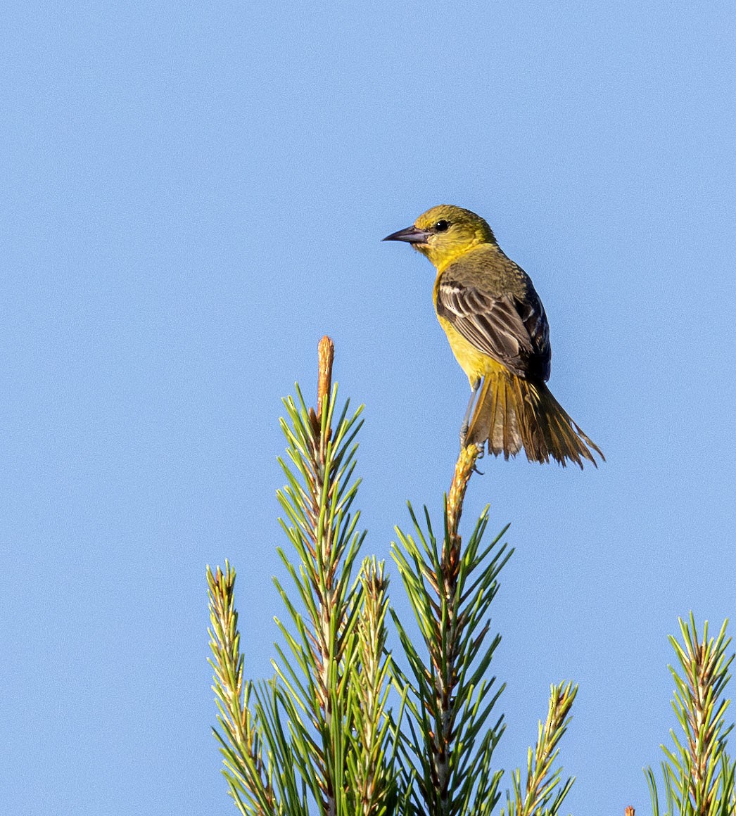 Orchard Oriole - Jason Lott