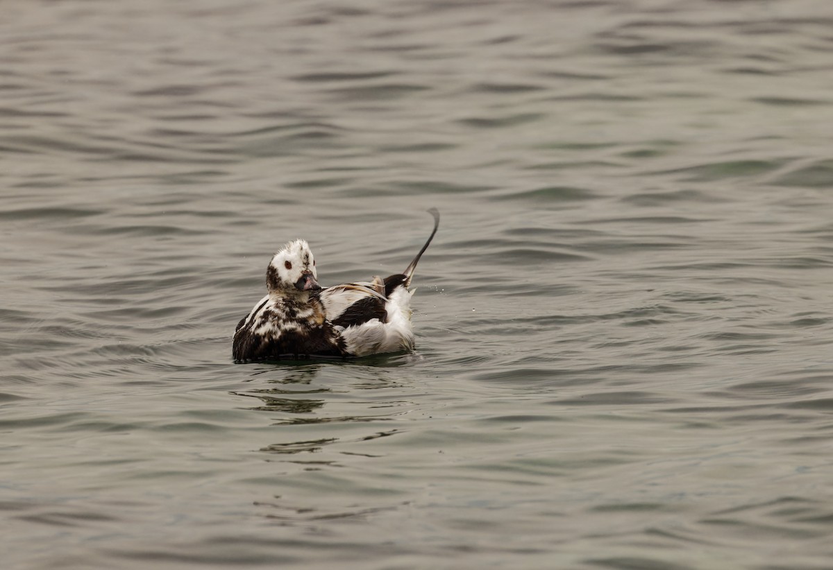Long-tailed Duck - ML589271741