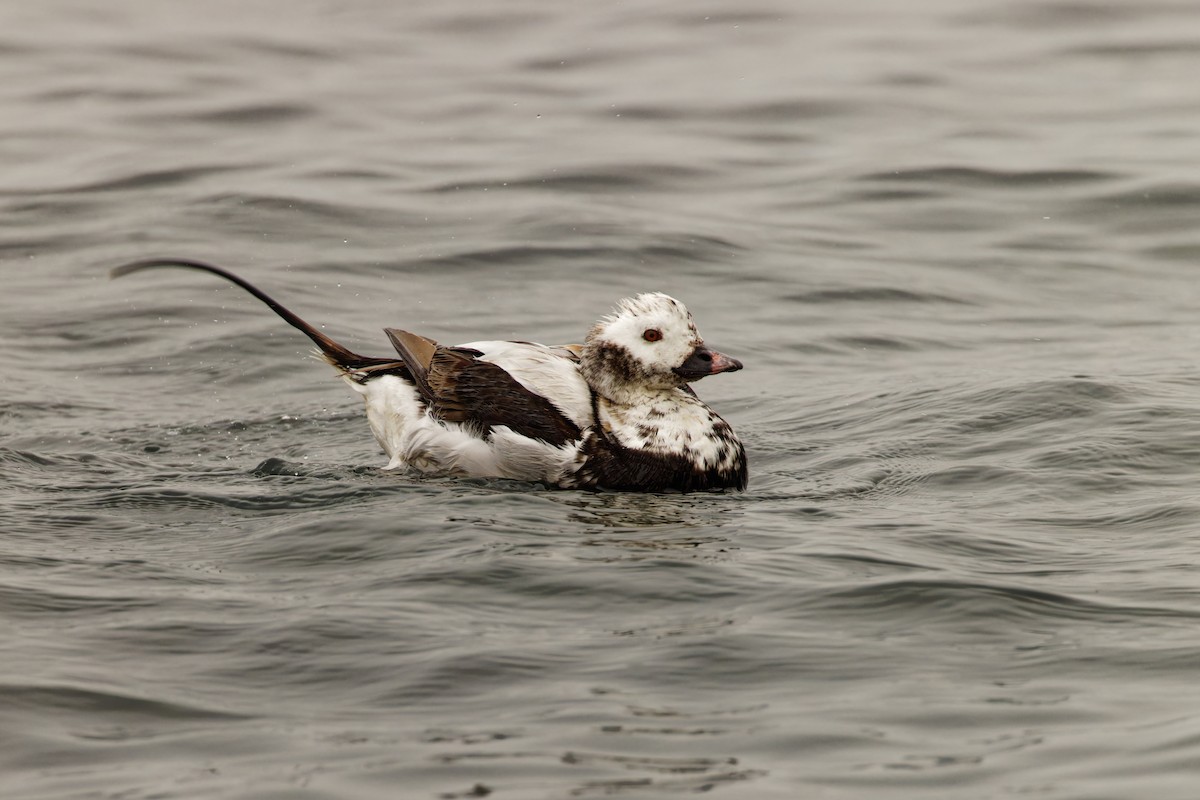 Long-tailed Duck - ML589271751