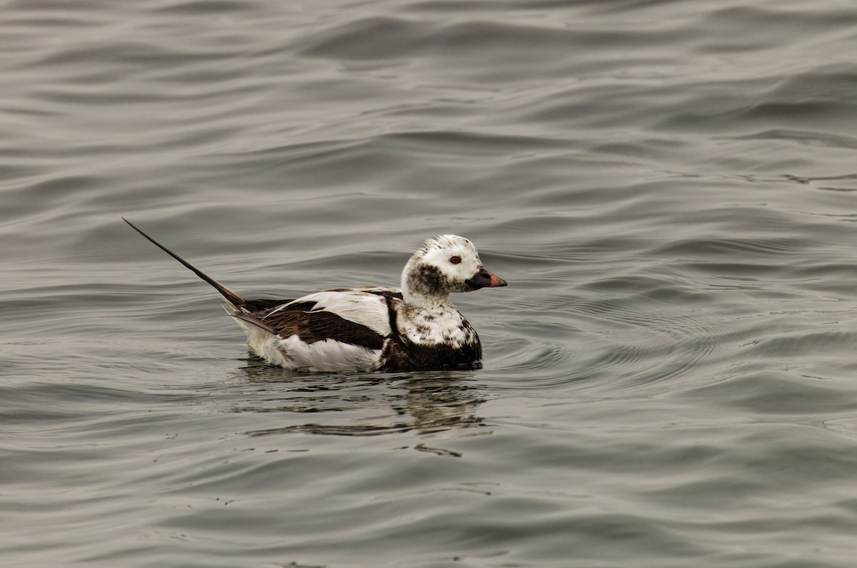 Long-tailed Duck - ML589271761