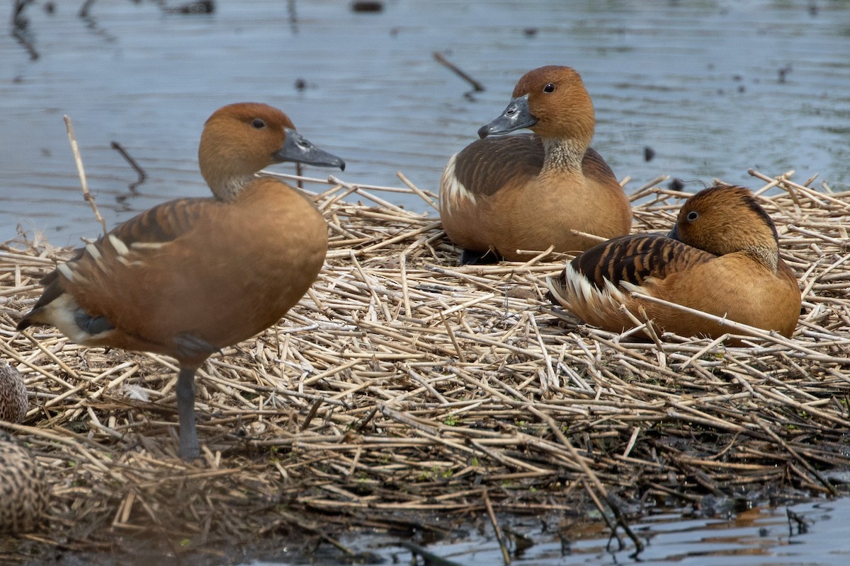 Fulvous Whistling-Duck - ML589272801