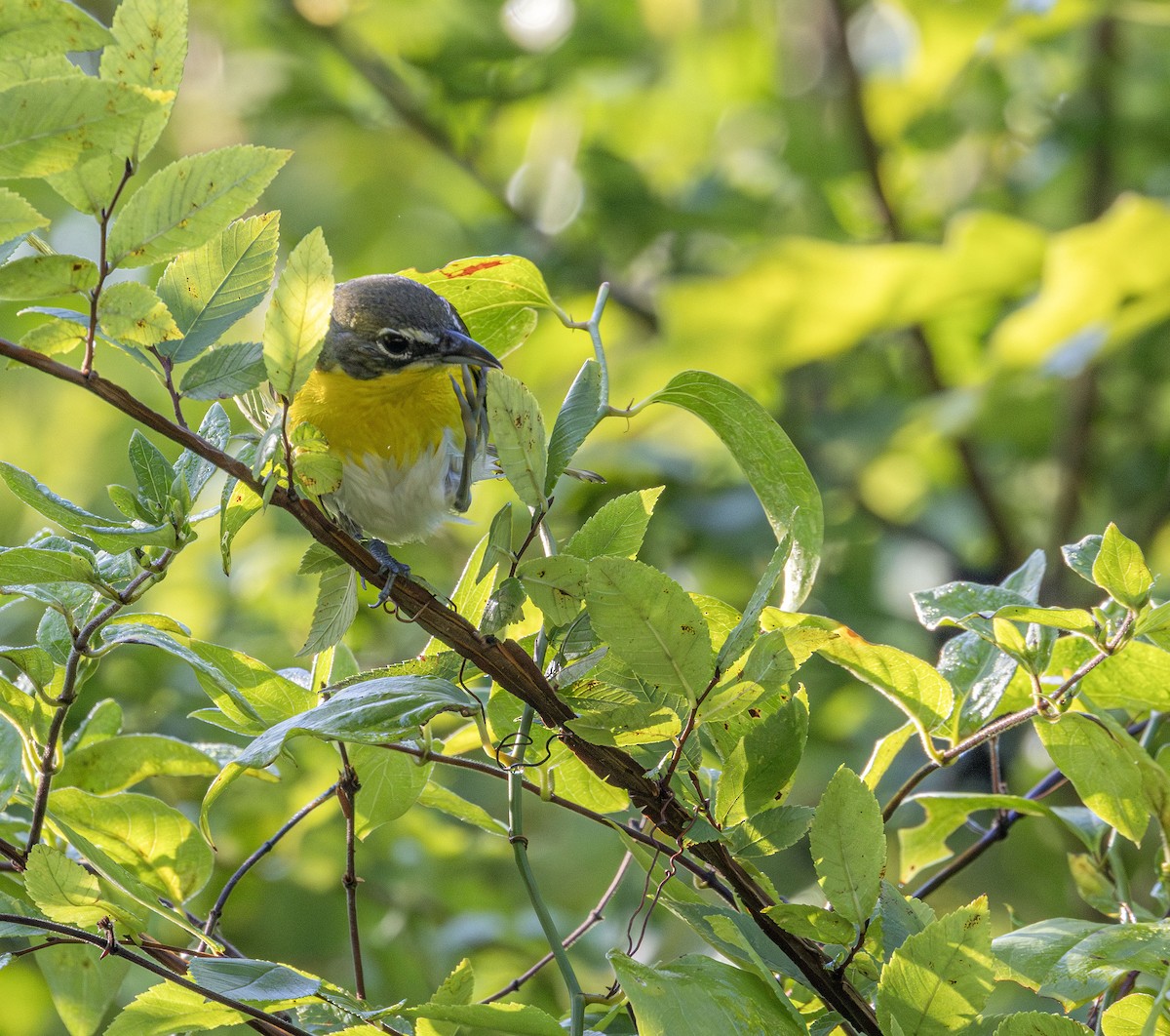 Yellow-breasted Chat - ML589274821