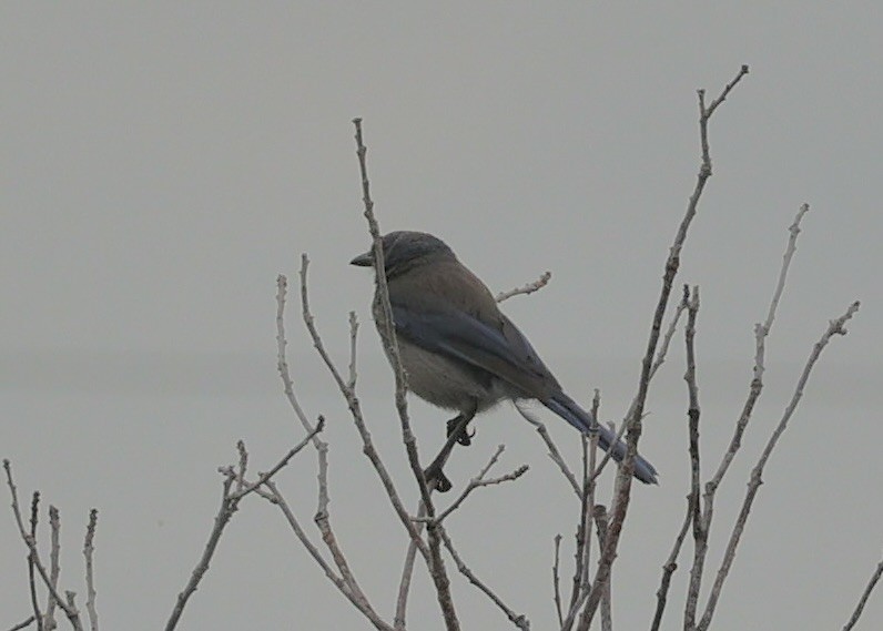 Woodhouse's Scrub-Jay - ML589275441