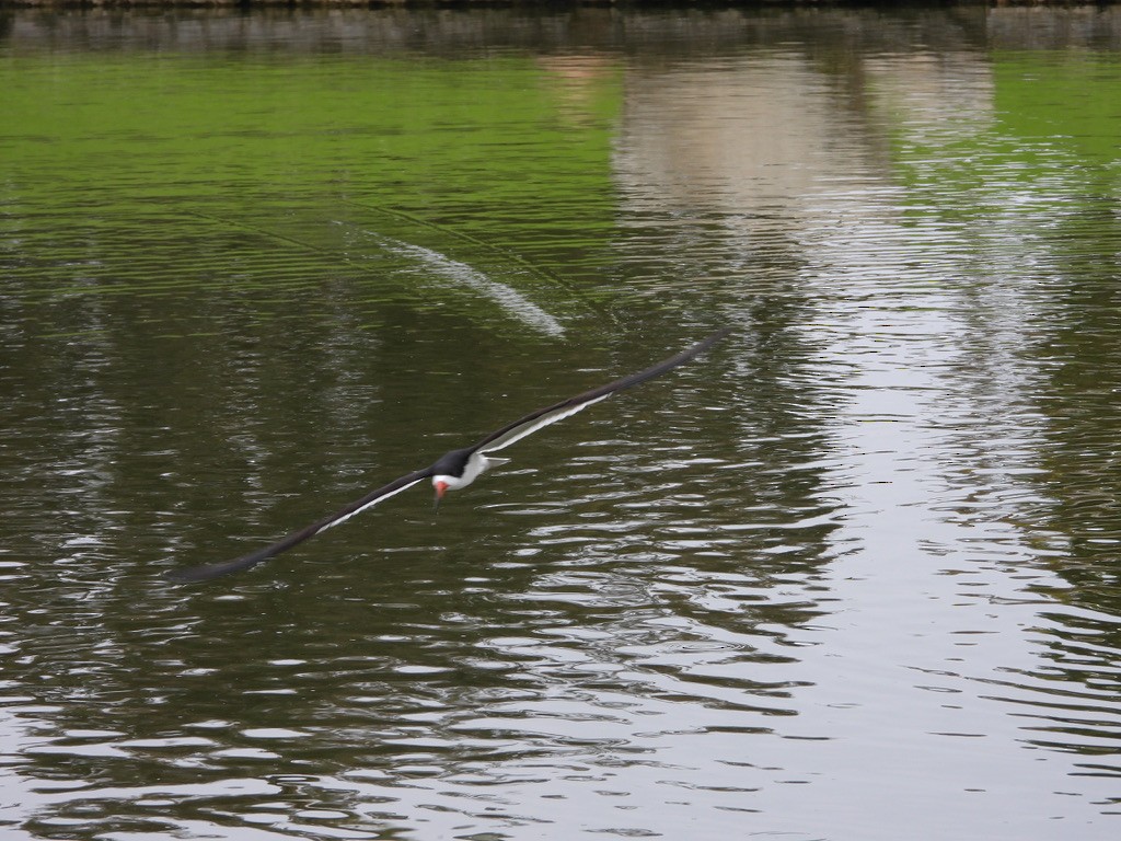 Black Skimmer - ML589276711