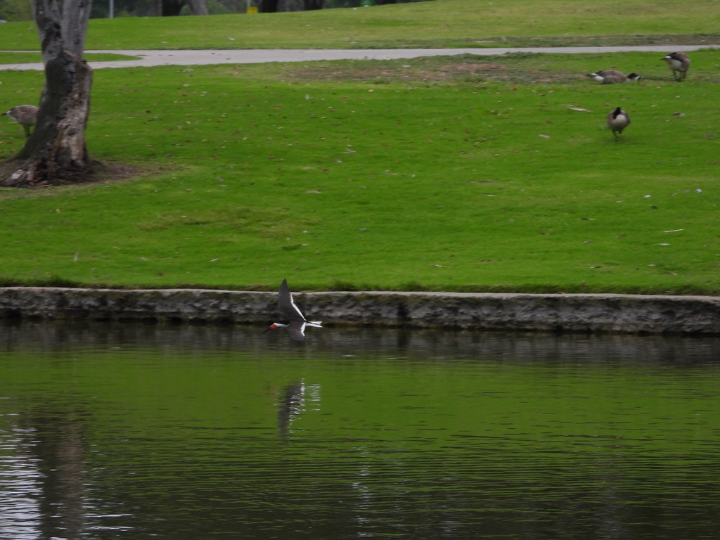 Black Skimmer - ML589276721