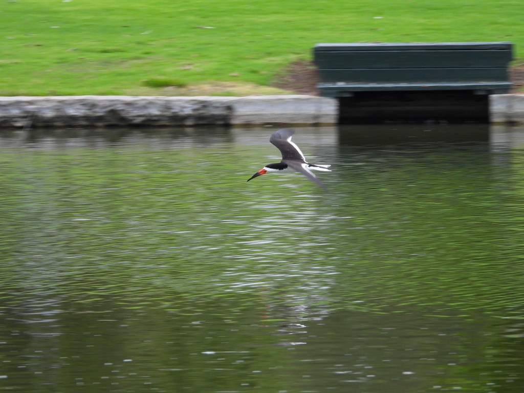 Black Skimmer - ML589276731