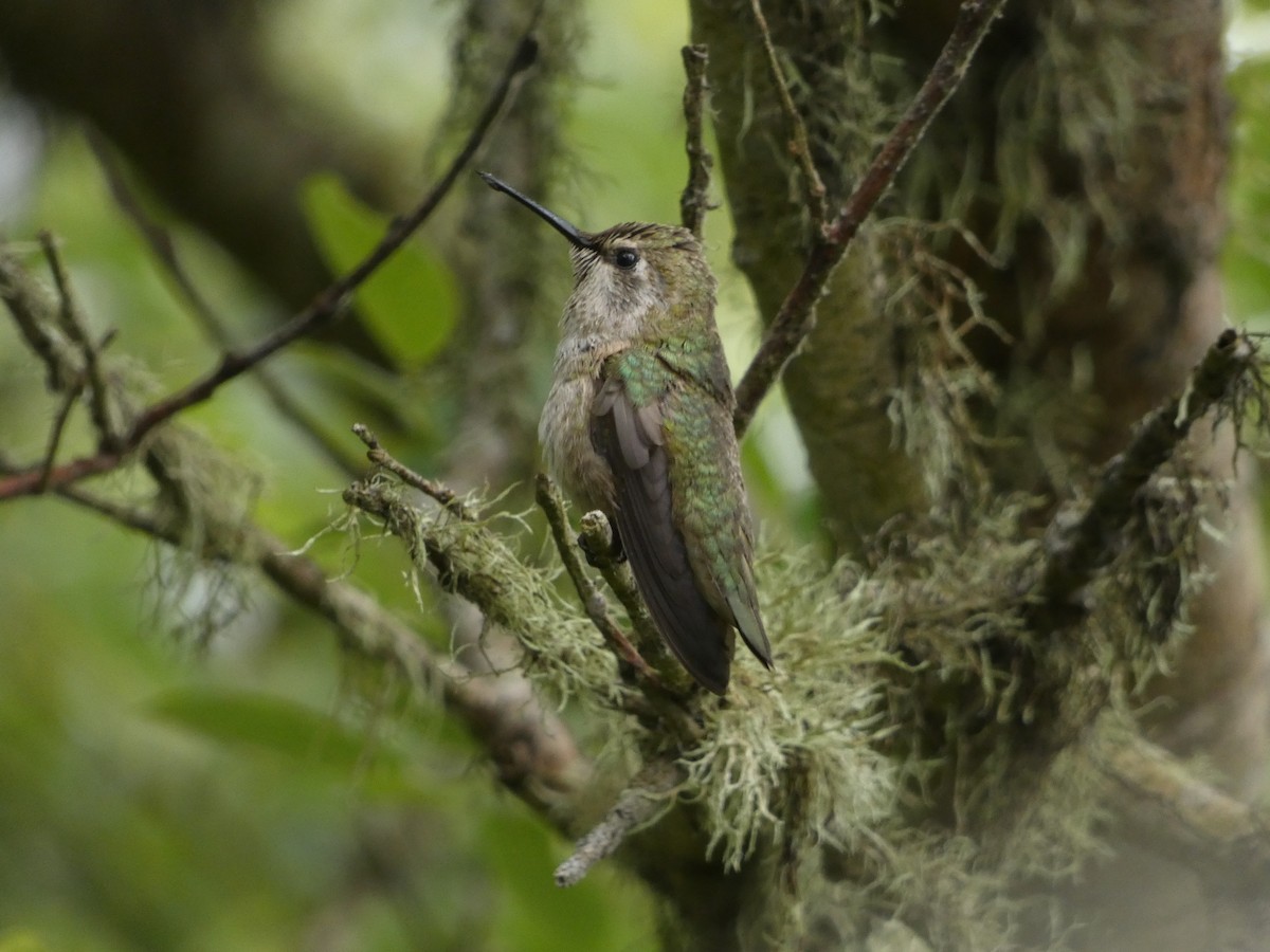 Anna's Hummingbird - ML589276881