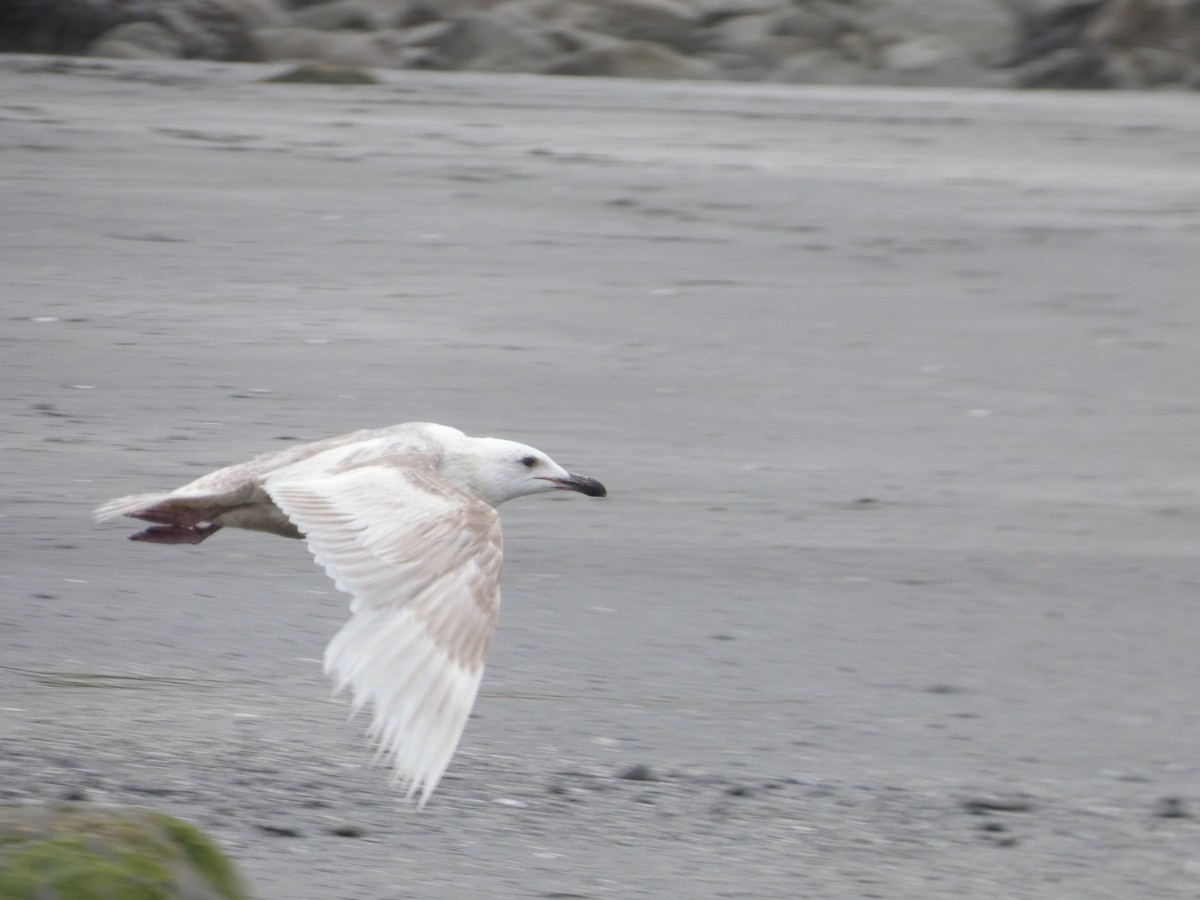 Glaucous-winged Gull - Dylan Osterhaus